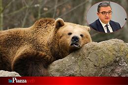 Assoluzione di Fugatti sull'abbattimento dell'orso M90: animalisti delusi