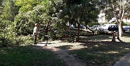 Vicenza, manutenzione straordinaria del verde pubblico: abbattute piante a rischio e piantumate nuove alberature