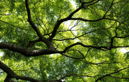 Vittorio Veneto, ippocastano della biblioteca verso l&rsquo;abbattimento