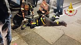 Fontanelle: gattino salvato dai Vigili del Fuoco dopo un&rsquo;avventura nel pozzetto