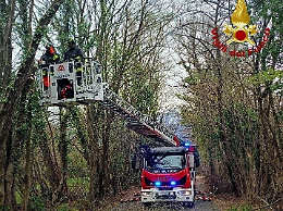 Vento forte tra Agordino e Valbelluna, numerosi interventi dei vigili del fuoco per alberi caduti e strutture instabili