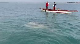 VIDEO: Un gigante gentile nella laguna: il pesce luna e il fragile equilibrio di Venezia