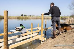 Pettorazza Grimani (Ro)-All&rsquo;Oasi del Gorgo Leze un nuovo pontile in legno