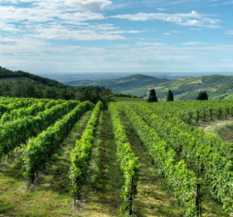Tedeschi rilancia a Vinitaly: nuova identit&agrave; per i Valpolicella