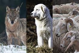 Il progetto "Uomini&lupi2030" &egrave; dedicato alla coesistenza con i predatori, con particolare attenzione agli allevatori ma non solo