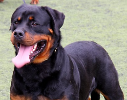 Tragedia a Vallelaghi: Rottweiler scappa dal giardino e azzanna a morte un altro cane