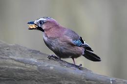 Piano 2026-2030 contro corvidi: proteggere i raccolti trentini con interventi mirati