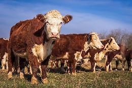 La Provincia di Trento finanzia controlli sanitari su bovini veneti: &egrave; polemica