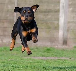 Mestre, bambino di 7 anni ferito da un rottweiler: il proprietario minorenne denunciato