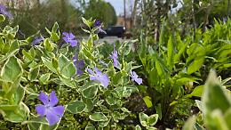 Montegrotto Terme punta sul green e sul digitale: parte il nuovo piano del verde pubblico