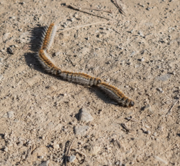 Processionaria, allarme anticipato: cresce il rischio per i cani
