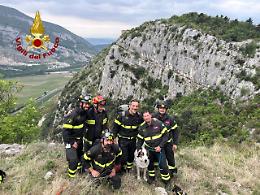 Caprino Veronese, cane intrappolato su una parete: salvato dai Vigili del Fuoco