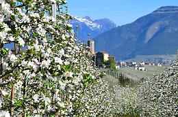 Val di Non in fiore, spettacolo dei meleti: ma il freddo preoccupa gli agricoltori