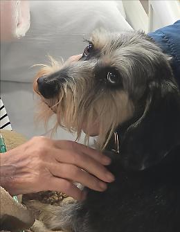 Un abbraccio che cura: il cane Pimpa incontra la sua padrona in ospedale a Piove di Sacco