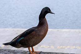 Padova, un'anatra con i suoi pulcini paralizza il traffico nella Sacra Famiglia