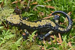 Scoperta in Val di Sella una nuova popolazione della rara salamandra di Aurora: un ritrovamento storico