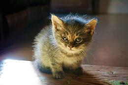 Gatto avvelenato a Comano Terme: salvato dall'intervento dei Carabinieri e veterinari