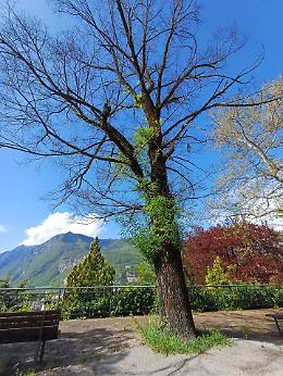 Trento, sostituzione di alberi in citt&agrave;: abbattuti esemplari malati e secchi
