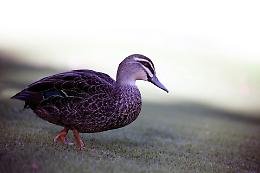 Auto pirata investe un'anatra a Gardolo: tre anatroccoli salvi grazie a una giovane del posto