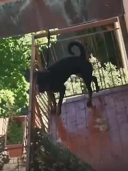 Verona, cane viveva legato sul balcone senza potersi sdraiare: salvato dalla denuncia dei cittadini