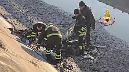 Lulu, cane spinone intrappolata nel fango, salvata dai vigili del fuoco a Lendinara