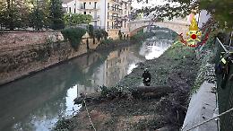 Vicenza, abbattuti gli alberi sull’argine del fiume Retrone