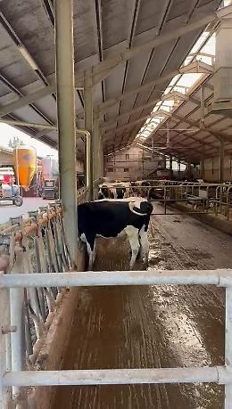 Caldo record mette sotto stress gli allevamenti: meno latte e maggiori costi per la gestione degli animali