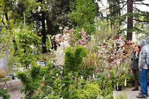 Al Giardino Parolini torna “Di Rara Pianta”: due giorni tra fiori rari, incontri e tradizioni a Bassano