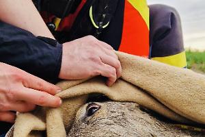 Salvato un capriolo dai Vigili del Fuoco a Volpago del Montello