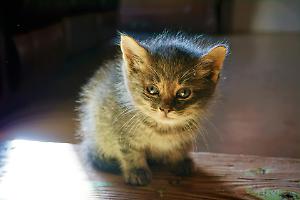 Gatto avvelenato a Comano Terme: salvato dall'intervento dei Carabinieri e veterinari