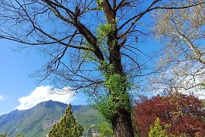 Trento, sostituzione di alberi in città: abbattuti esemplari malati e secchi