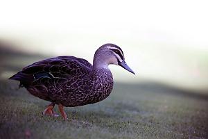 Auto pirata investe un'anatra a Gardolo: tre anatroccoli salvi grazie a una giovane del posto