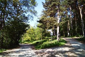 Tragedia nei boschi durante il taglio della legna: muore un 69enne schiacciato dai rami