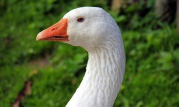 Oca decapitata sulla spiaggia, mistero a Purfina