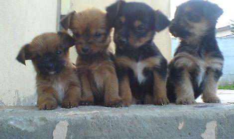 Veneto, cuccioli salvati sull&rsquo;A4: LNDC denuncia il trasporto in condizioni drammatiche e rilancia la battaglia contro la vendita online