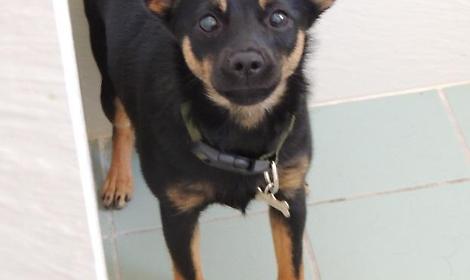 cagnolina in bagno (2)