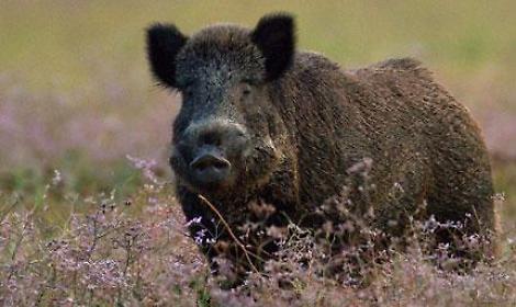 Danni da cinghiali, rimborsi pi&ugrave; alti e soglia dimezzata
