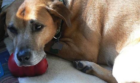 Fuochi d&rsquo;artificio e animali: come proteggerli durante le feste
