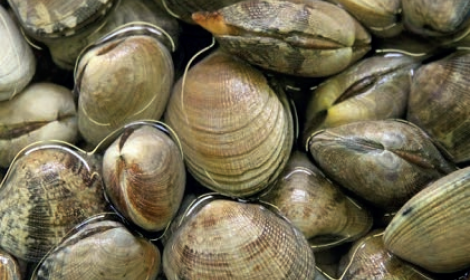 Vongole addio: quando il mare si ferma e la politica resta indietro