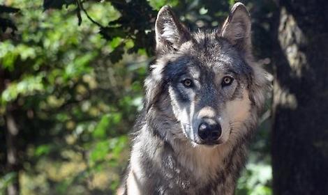 Tutela del lupo, Life Wild Wolf: &ldquo;Declassare la protezione senza una strategia rischioso per la biodiversit&agrave;&rdquo;