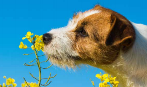 In ospedale riabbraccia la sua cagnolina: la cura passa anche dagli affetti
