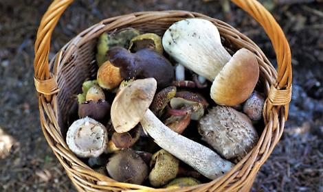 Tre interventi provvidenziali dei micologi dell'ULSS 3 Serenissima nell'ultimo anno