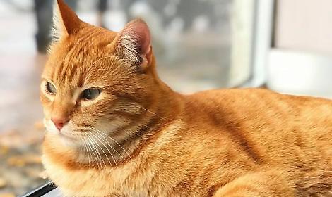 Gatto Rossini: il &ldquo;sindaco onorario&rdquo; avr&agrave; una statua