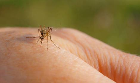 Colpito dal virus West Nile, uomo in gravi condizioni a Padova Sud