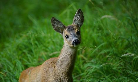 Lieto fine nella foresta del Cansiglio: capriola ferita torna in libert&agrave;