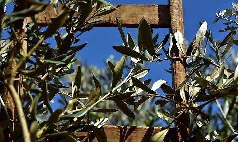 Padova, un ulivo per la Giornata della Donna: il gesto di solidariet&agrave; per le donne di Gaza