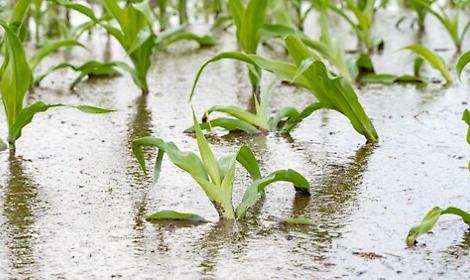 adobestock-360073089-maltempo-agricoltura-danni-1607602424-U205651254vhB--1020x533@IlSole24Ore-Web