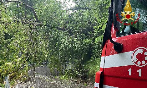 Via Feltre, al via il cantiere: alberi da abbattere ma strada sempre accessibile