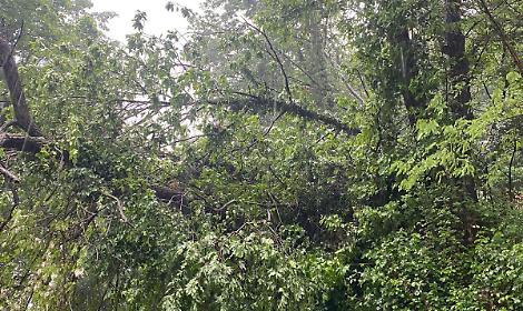 Maser&agrave;. Strage di alberi a Villa Bosco Calvi