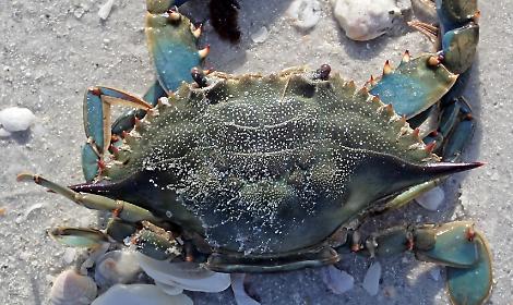 Nord Adriatico in difficolt&agrave;, i pescatori chiedono interventi urgenti per salvare la filiera dei molluschi